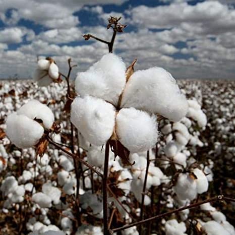 India says no plan to scrap cotton import duty