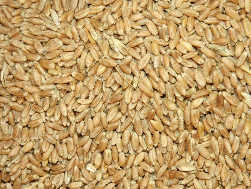 Government not likely to lift ban on wheat export