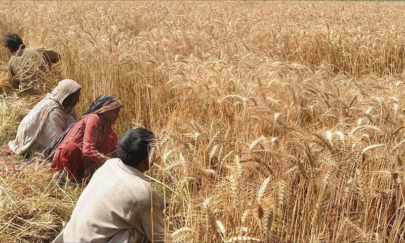 India's wheat output set to touch a new record of 112.74 mn ton in 2022-23: Govt data