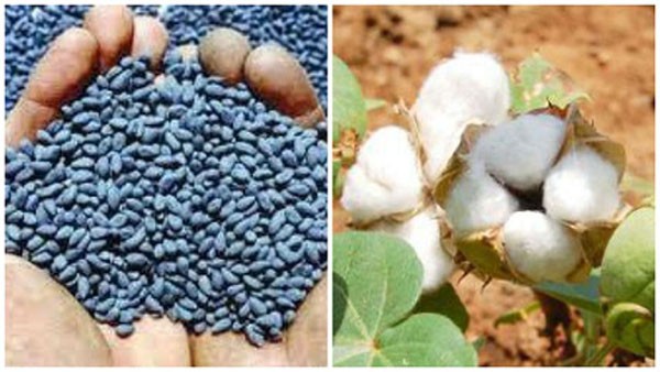 Weather Impact. Seed industry sees tight supply of some branded Bt cotton hybrids this season