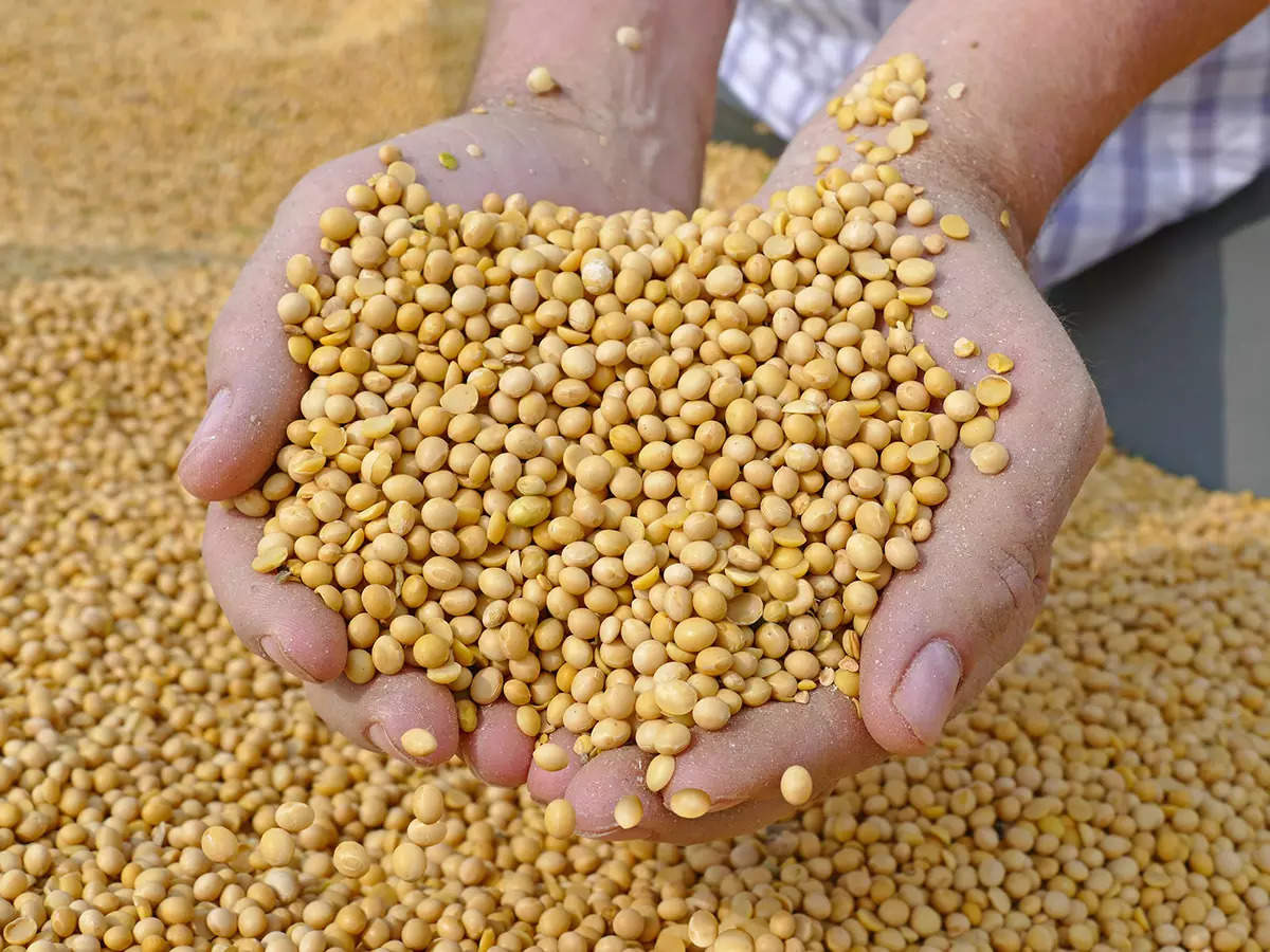 Heavy fall in the price of soyabean, farmers are repenting after storing