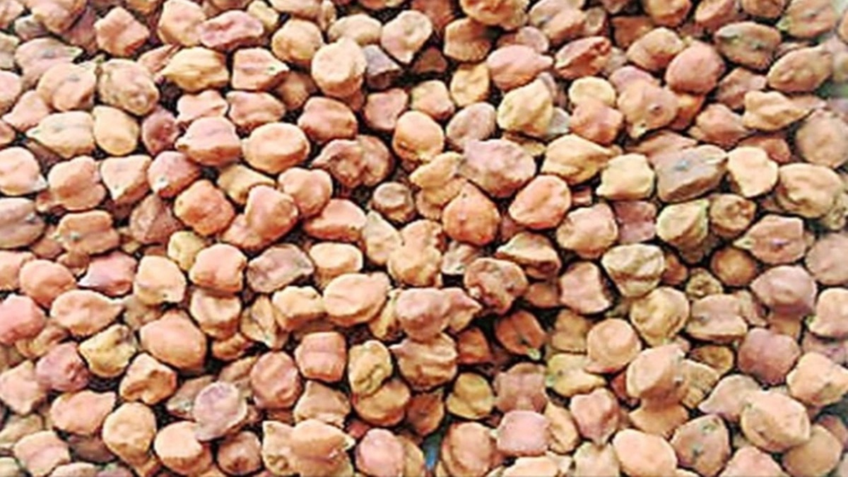 Chana procurement tops 22 lakh tonnes