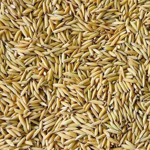 Paddy Procurement: Government procurement of 53 lakh tonnes of paddy in Telangana, farmers got Rs 1180 crore from the sale