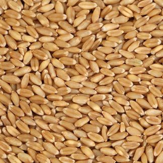 As we have ample stocks, no need for wheat imports now: DGFT