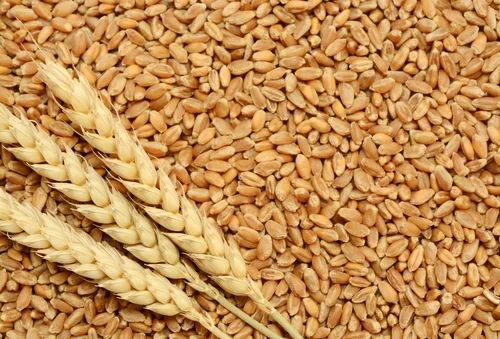 Wheat prices jump following collapse of major dam in southern Ukraine