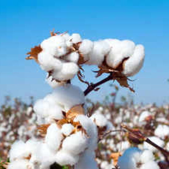 Cotton prices expected to stabilise due to 9% hike in MSP