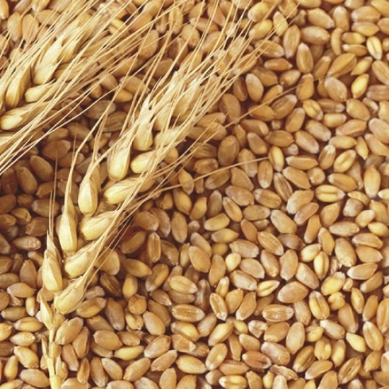 India sending 20,000 metric tons of wheat to Afghanistan amid humanitarian crisis in country