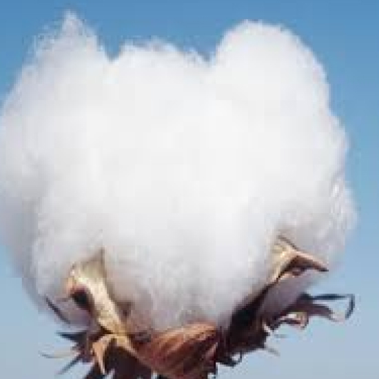 Cottonseed prices shoot up as shortage of top-brand seeds hits farmers ahead of kharif sowings