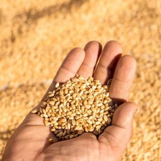 India may hike reserve price of wheat in open market sale