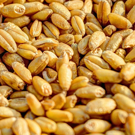 Wheat Price Hike: गेहूं की बढ़ती कीमतों पर लगाम लगाने के लिए सरकार को आयात शुल्क हटाने का सुझाव