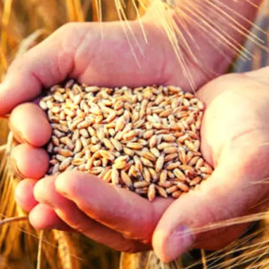 Govt to consider options including import duty cut if wheat prices do not fall