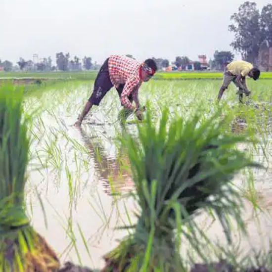 Insufficient rainfall in many parts of India could hit kharif crop sowing