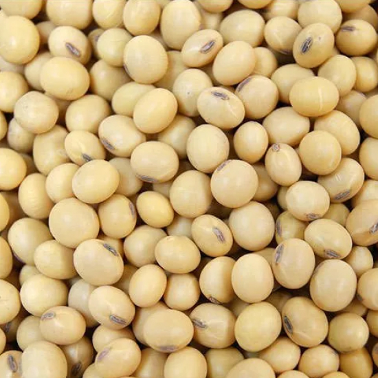 Helping exports. Govt should cut import duty on food-grade soybean for soy food export: SFPWA