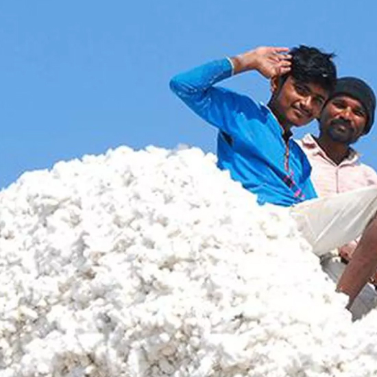 Indian cotton prices decline on slack demand, slow yarn movement