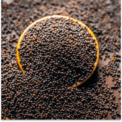 Mustard Mandi Prices: तेल मिलों की कमजोर मांग से सरसों की कीमतें 3 दिन से स्थिर, देखें तेजी-मंदी की रिपोर्ट