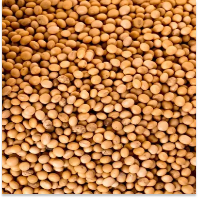 Global Soyabean Prices May Moderate on Record Supplies, Says USDA