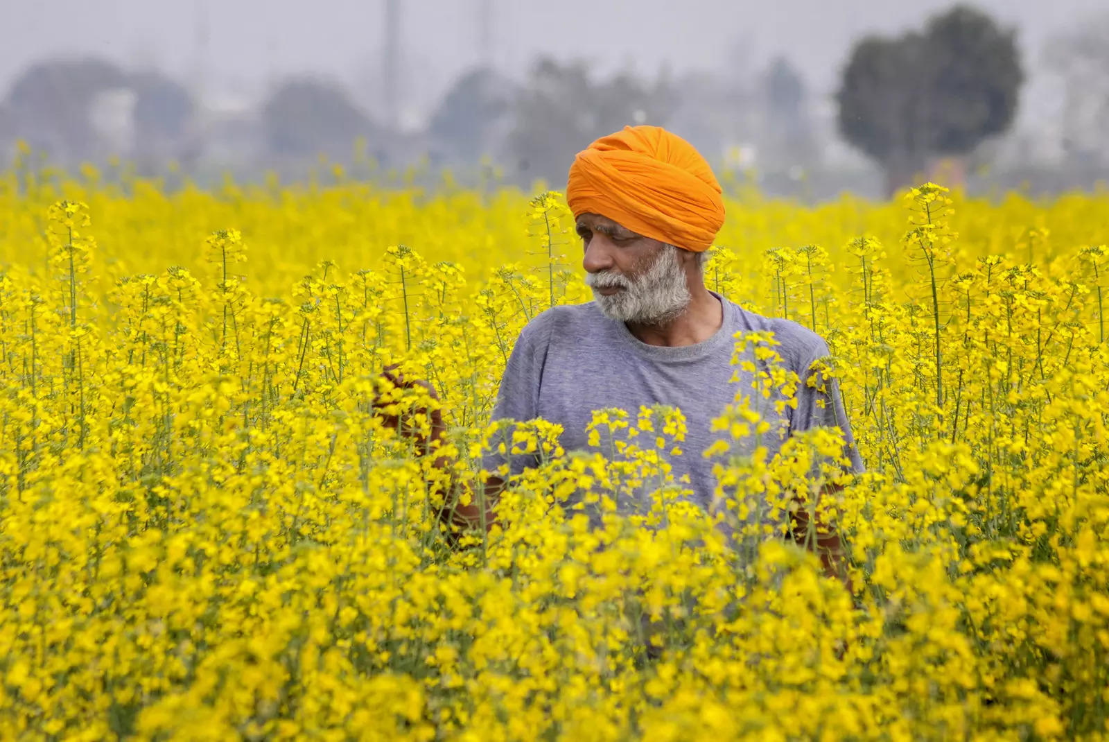 सैटेलाइट सर्वेक्षण का अनुमान है कि भारत में सरसों की फसल का रकबा 5% अधिक है।