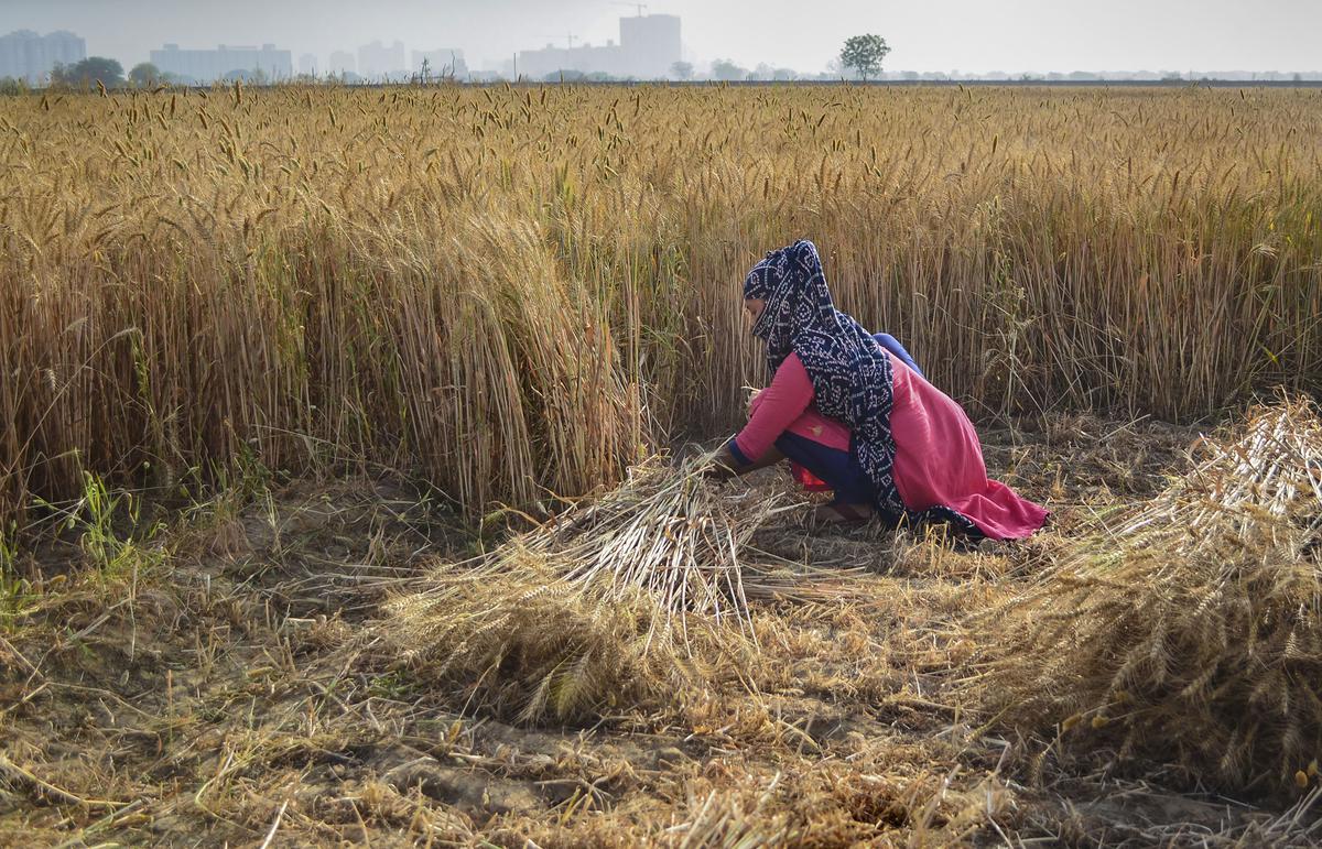 भारत ने व्यापारियों से राज्य के स्टॉक को बढ़ाने के लिए नए सीजन का गेहूं खरीदने से बचने को कहा है