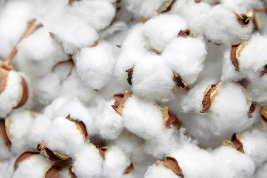 Cotton Price: महाराष्ट्र में 7580 रुपये क्विंटल हुआ कपास का दाम, जानिए कितनी है एमएसपी