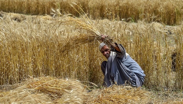 हरियाणा में गेहूं की खरीद पिछले साल के आंकड़ों से अधिक