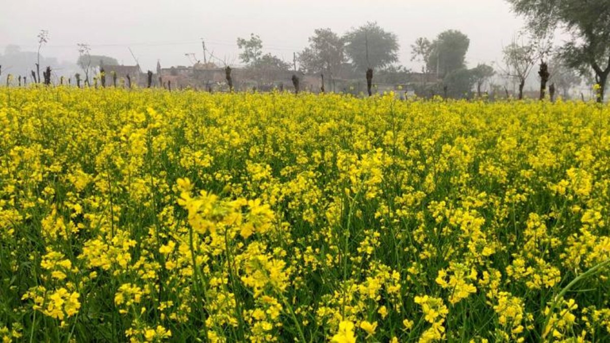 भारत सरकार ने 2024-25 में तिलहन उत्पादन के लिए रिकॉर्ड 447 लाख टन का लक्ष्य तय किया