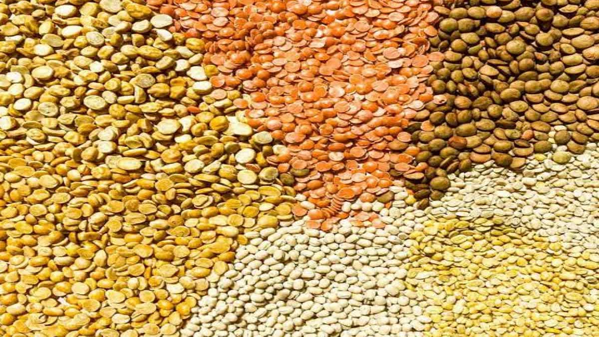 विदेश से आयात की गई दालें खाएंगे हिमाचली, डिपुओं में अब सस्ती मिलेगी म्यांमार की उड़द और ऑस्ट्रेलिया की मलका - Himachal Foreign pulses in depot