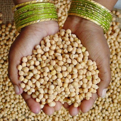 कनाडा की छोले की फसल में गुणवत्ता की कमी, कीमतों पर असर