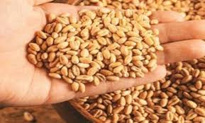 मध्य प्रदेश में बोवनी के बाद गेहूं के रेट में 150 रुपये की आई मंदी