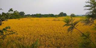तेलंगाना सरकार का किसानों के लिए बड़ा कदम: 25,000 टन अतिरिक्त सोयाबीन खरीद का निर्णय