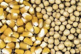 सोयाबीन और मक्का पर मौसम और USDA रिपोर्ट का असर: उत्पादन और कीमतों में उतार-चढ़ाव