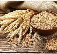 सरकार ने गेहूं की बिक्री बढ़ाई, मंडियों में कमी को दूर करने के लिए साप्ताहिक टेंडर में बढ़ोतरी