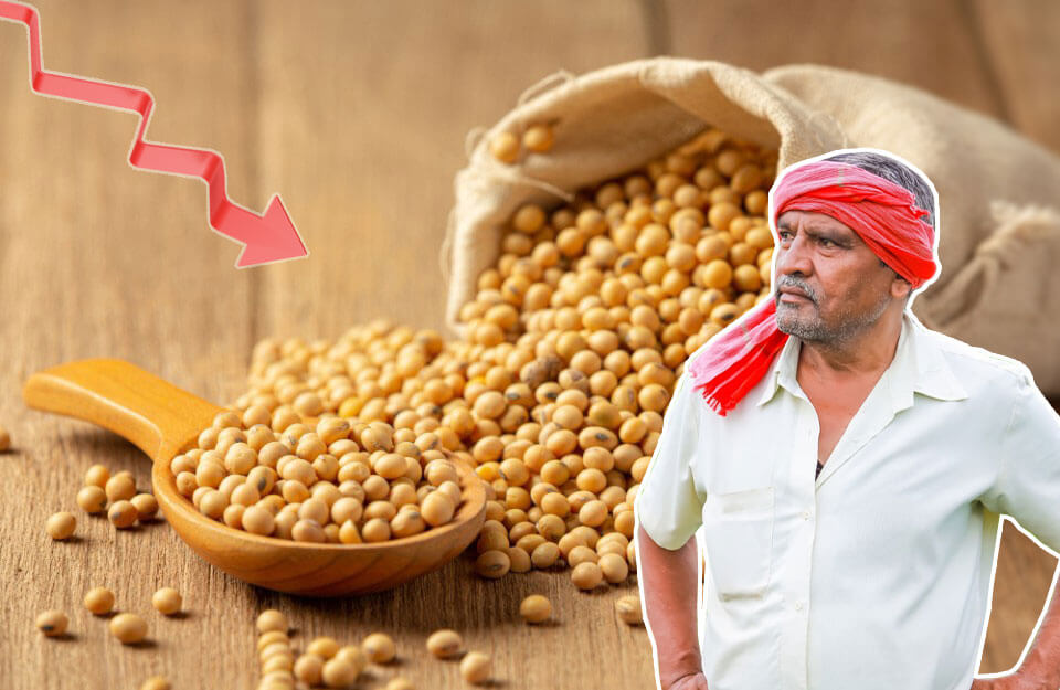 सोयाबीन साप्ताहिक रिपोर्ट
