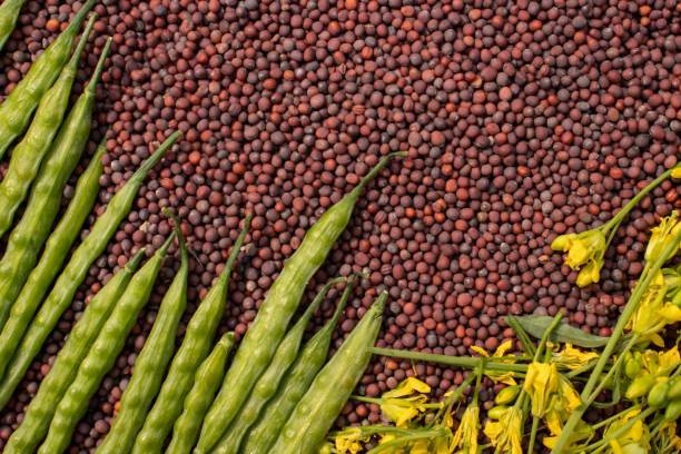 सरसों में गिरावट का दौर जारी, विदेशी दबाव और सुस्त मांग ने बिगाड़ा संतुलन