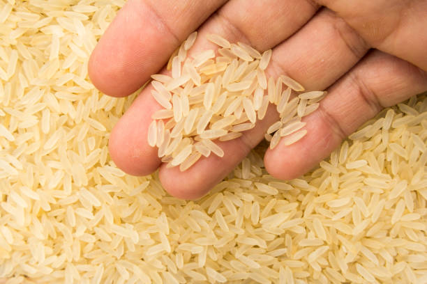 🌾 चावल बाजार में स्थिरता के संकेत: निर्यात में मजबूती, घरेलू मांग सीमित