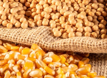 मक्का-गेहूं में निर्यात की मजबूती, चीन के सोया आयात में सुस्ती