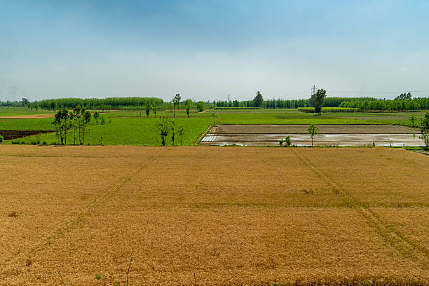 सरकार ने 2025-26 के लिए खरीफ खाद्यान्न उत्पादन 173.33 मिलियन टन रहने का अनुमान लगाया