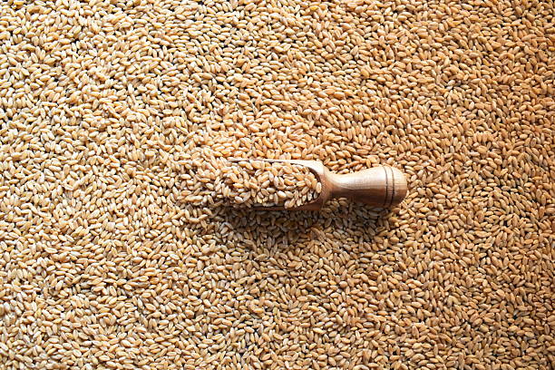 सरकार ने खोला गेहूं से बने उत्पादों का निर्यात, व्यापारियों को मिली बड़ी राहत